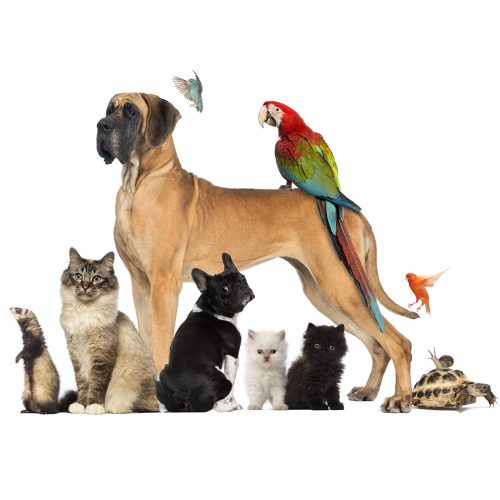 Group of pets - Dog, cat, bird, reptile, rabbit, isolated on white