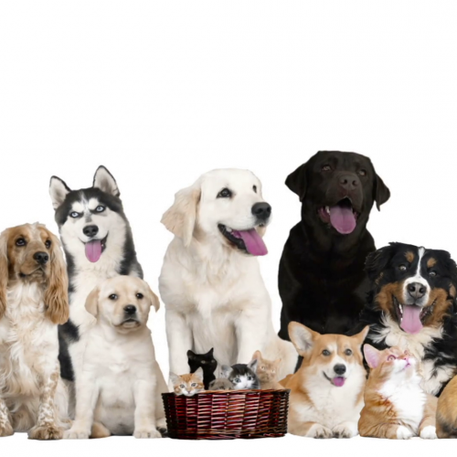 videoblocks-group-funny-pets-on-white-background_sem362jkae_thumbnail-full01